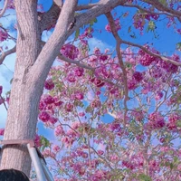 ♡Tác Giả