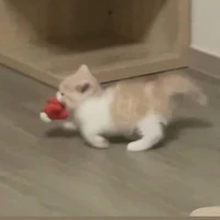 y/n