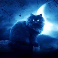 Mèo 