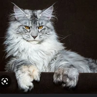 Coon