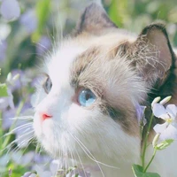 mineko😽