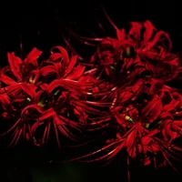 Nhân vật bí ẩn