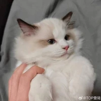TG hiền nành