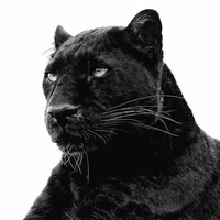 Rokai_dạng Panther