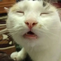 mấy ông bồ Michi😔