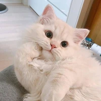 Tác giả bị khùng