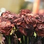 Nhóm Thiên thần