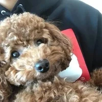 Holly