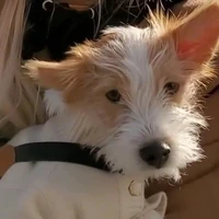 Hank