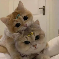 Di + Ly