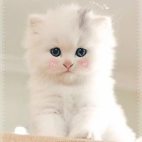 Mèo Lùn ( Tả Hàng )