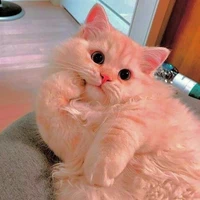 mèo vàng