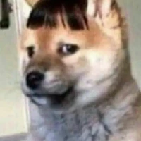 con chó cute 