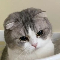 Chó
