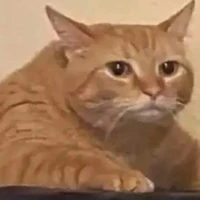 đĩ me mèo táo bón