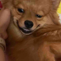 Tác giả cute