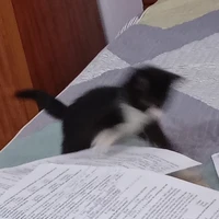 Meo~Meo~ Tác giả Min_Anh 🙂