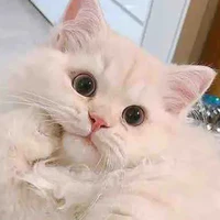 mikan