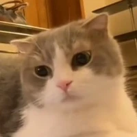 LyLy_Nàng trong dạng mèo