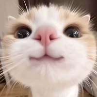 Mel Kitty