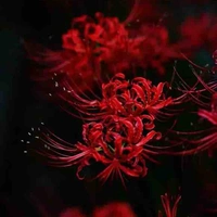 All Hiha Aus( trừ những người cần trừ)
