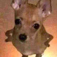 Chó