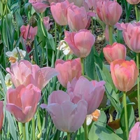 bố của các nhân vật