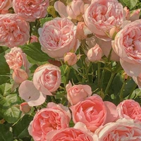 mẹ của các nhân vật