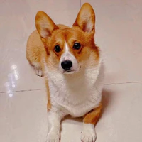 Bobo
