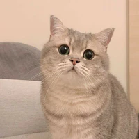 Gạo