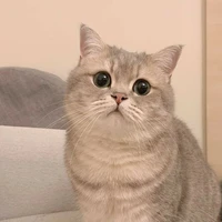 Gạo