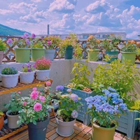 Tác Giả - Vườn Hoa