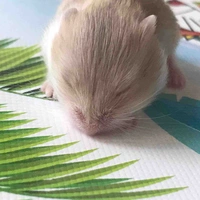 Ngôn Nhất Tác Giả