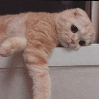 Cok tác giả matday