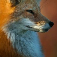 Người nhà họ Đinh