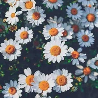 Ao trình nhân vật