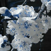 _Đóng mọi loại vai_