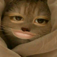 Tác giả cute phô mai quee