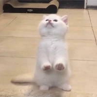 Tác giả bận rộn
