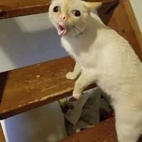 Đầu beo
đầu bếp cà rốt(ko có ảnh:(
