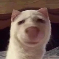 Bành thị nhật bản=))))