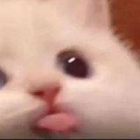 Bộ ba đáng iu😼