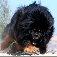 chó nhà bác năm rất thân thiện :)
