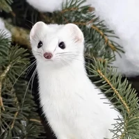 Author: Harmony Granger Potter