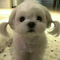 Cô bé cột tóc 2 bên mê boylove