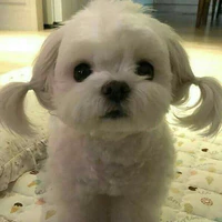 Cô bé cột tóc 2 bên mê boylove