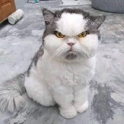 độc giả