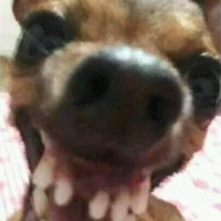 Tác giả
