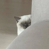 cả đám
