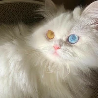 sunny